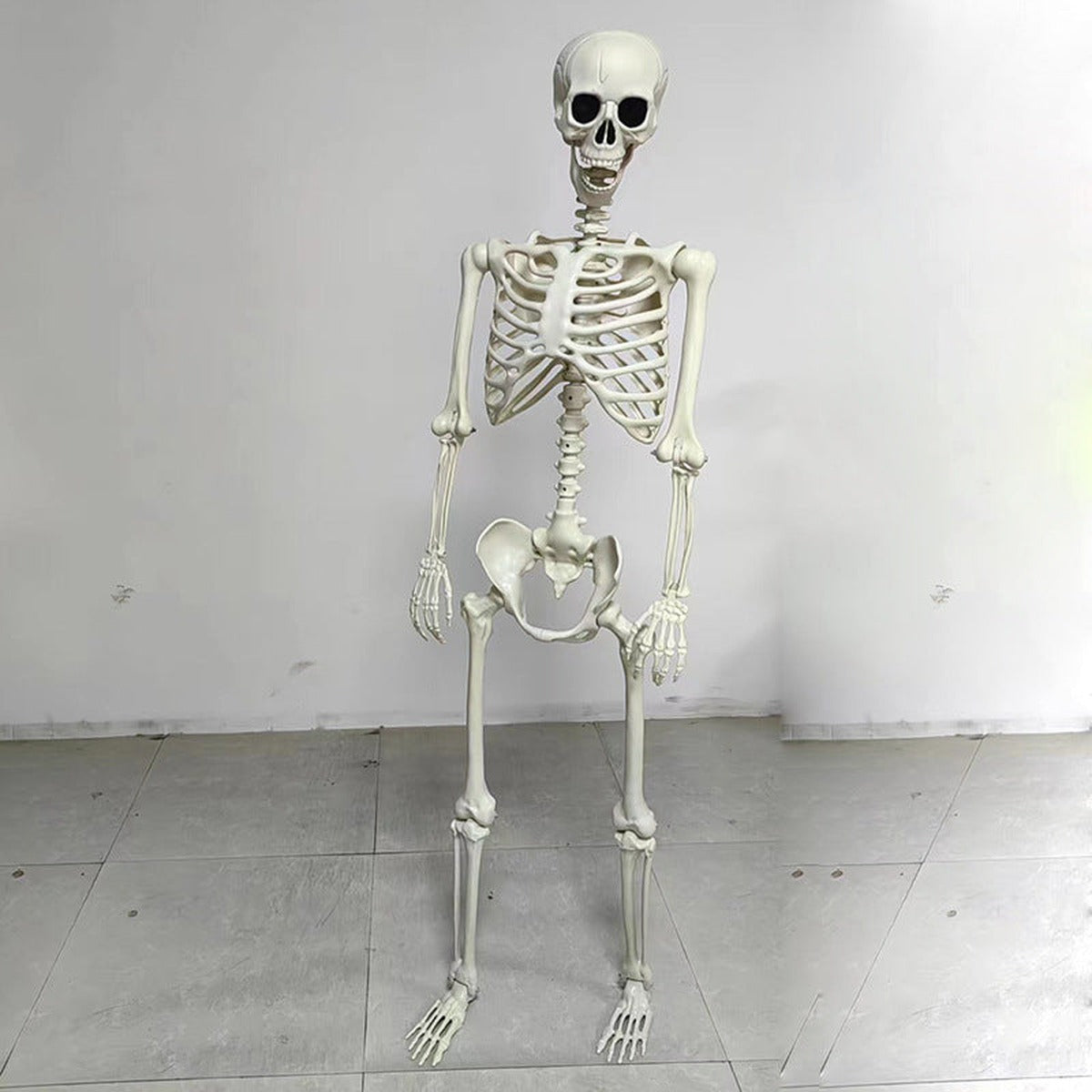 Halloween-Skelett | Bewegliche Gelenke | 5 Modelle | Deko-Skelett 165 cm-Chaps Herrenmode