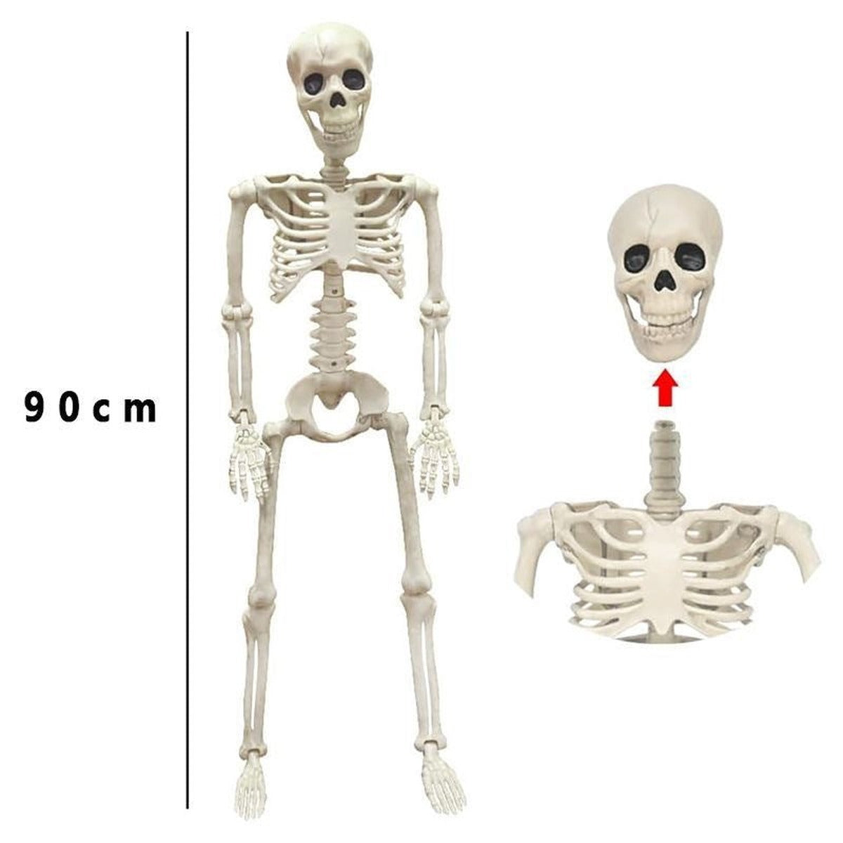 Halloween-Skelett | Bewegliche Gelenke | 5 Modelle | Deko-Skelett 90 cm-Chaps Herrenmode